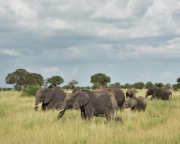 MG 0790 Elephants at Tarangire